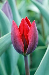 counselling muswell hill